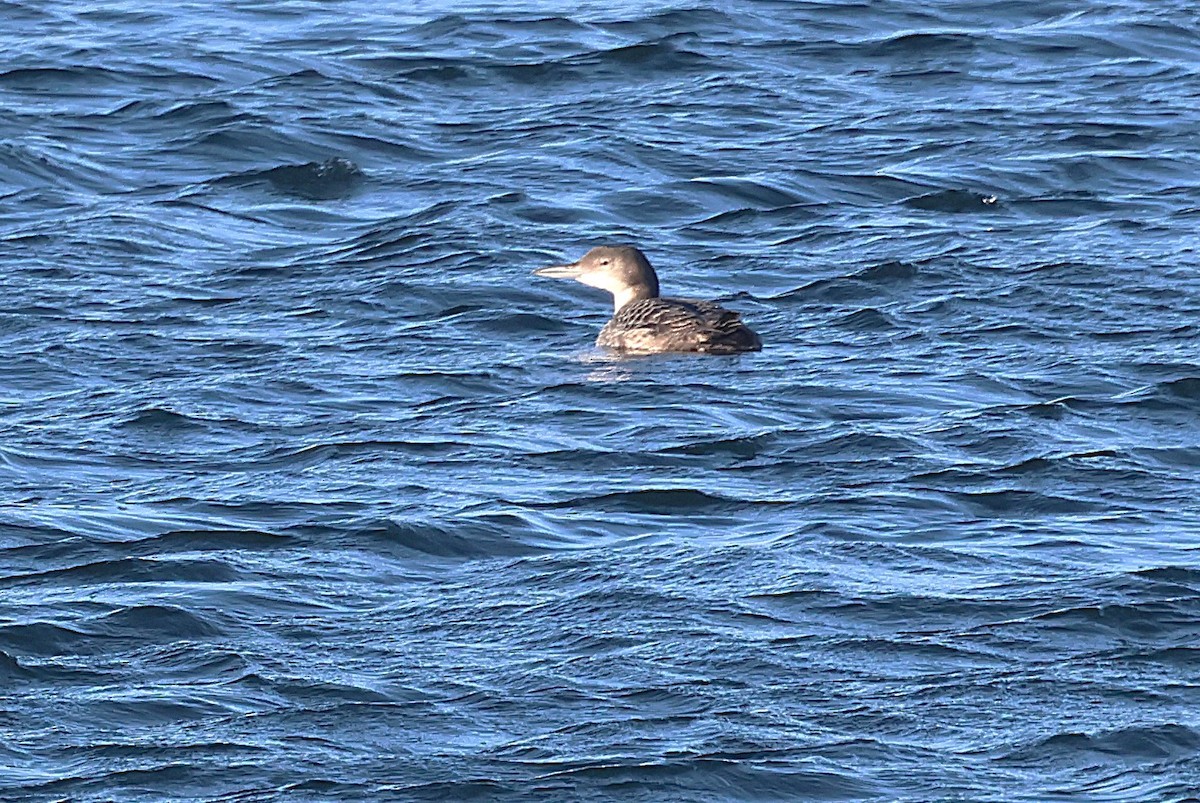 Common Loon - ML646127563