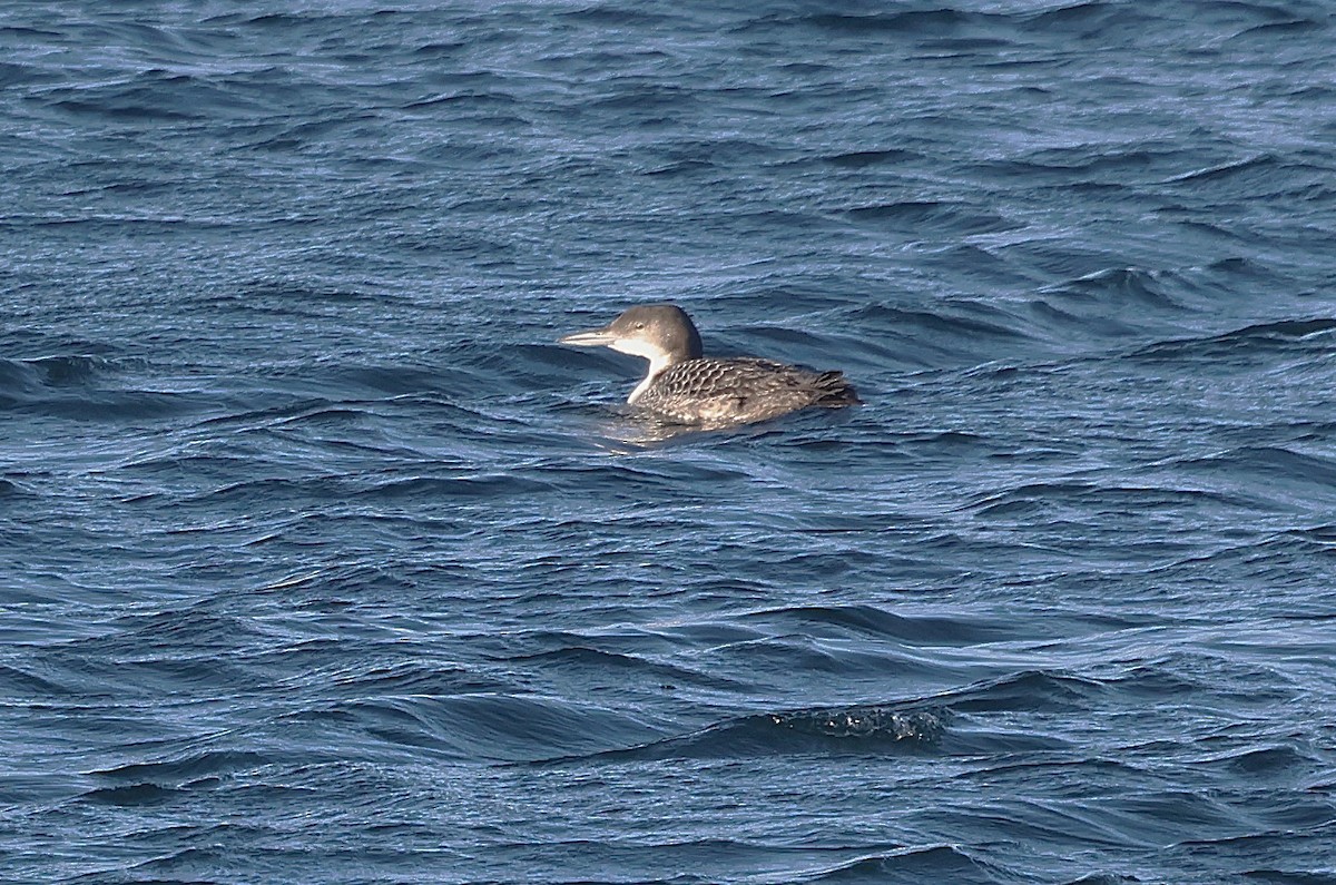 Common Loon - ML646127564