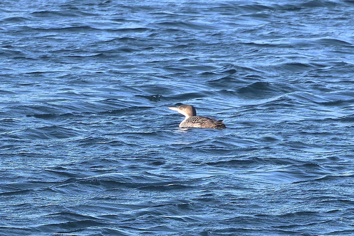 Common Loon - ML646127565