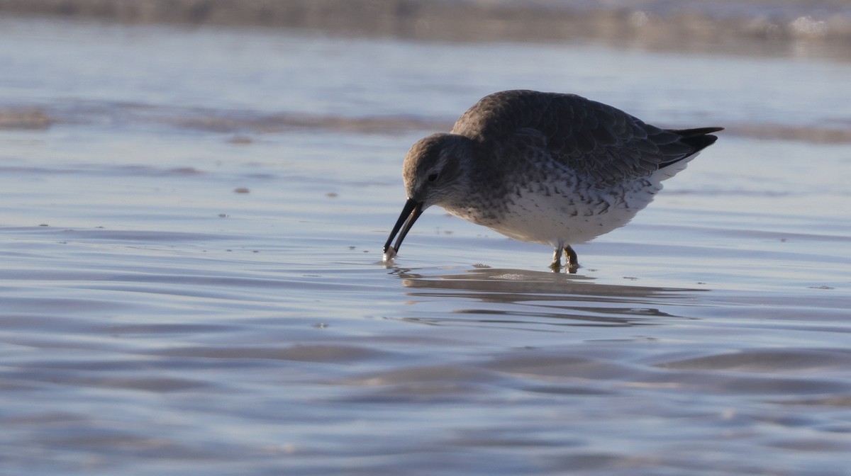 Red Knot - ML646127566