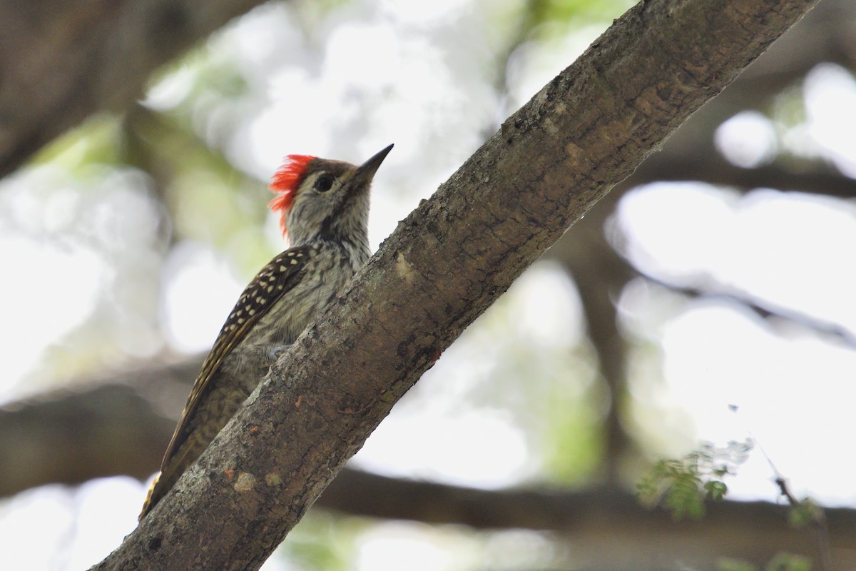 Cardinal Woodpecker - ML646127568