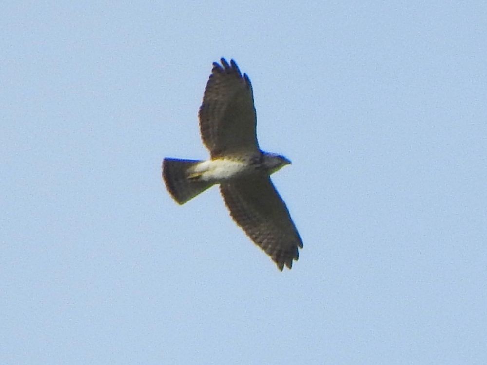 Broad-winged Hawk - ML646127569