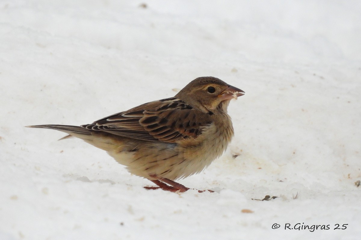 Dickcissel - ML646127570
