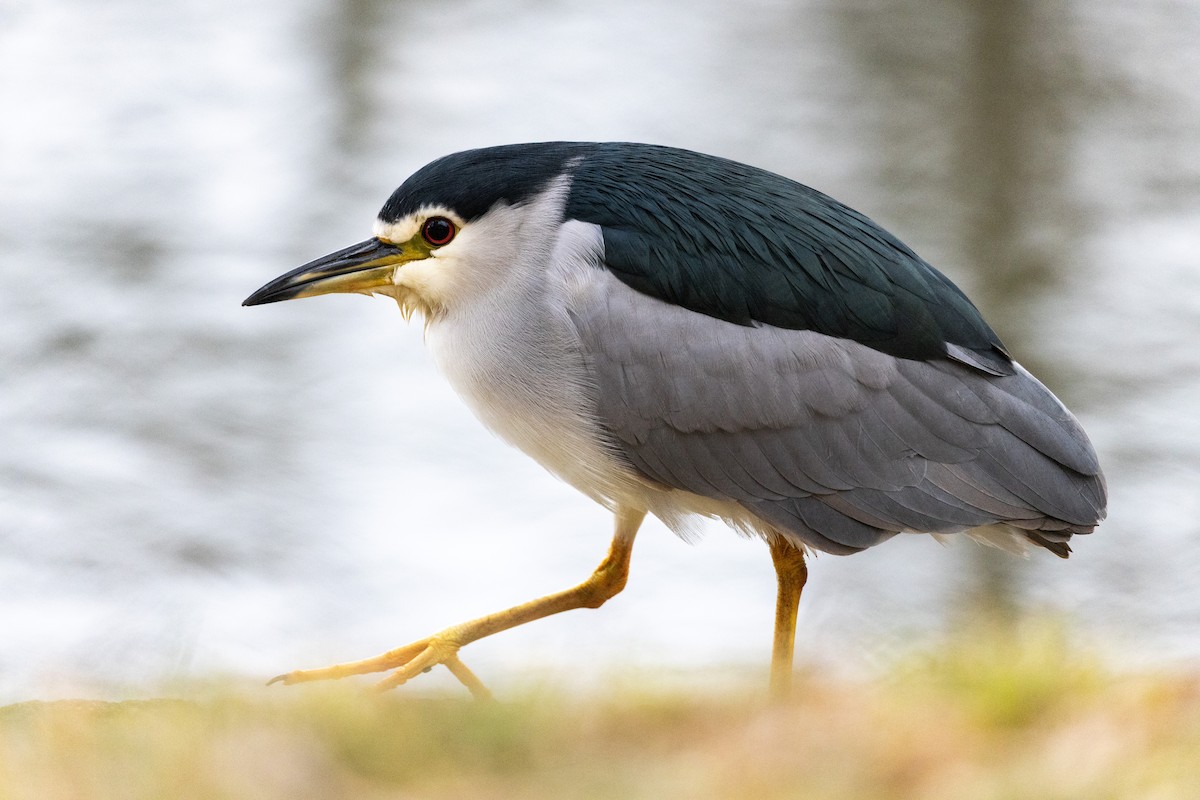 Black-crowned Night Heron - ML646127579