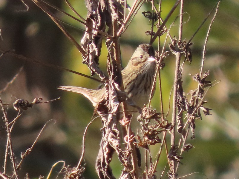 strnadec pruhohlavý - ML646127597