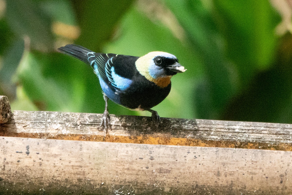 Золотистоголовая танагра - ML646127601