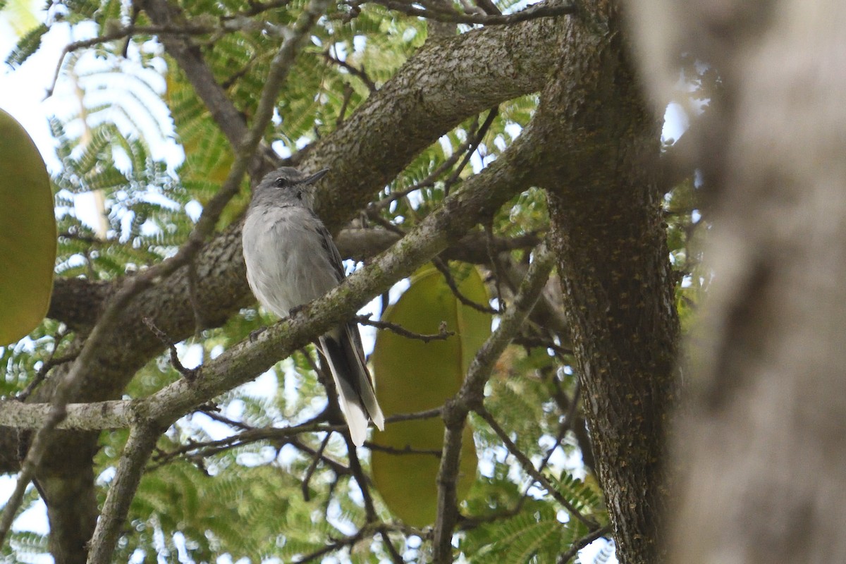 Gray Tit-Flycatcher - ML646127607