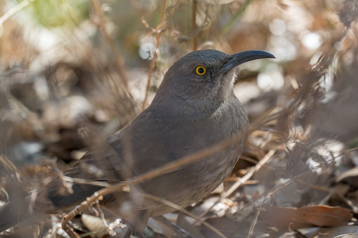 Curve-billed Thrasher - ML646127616