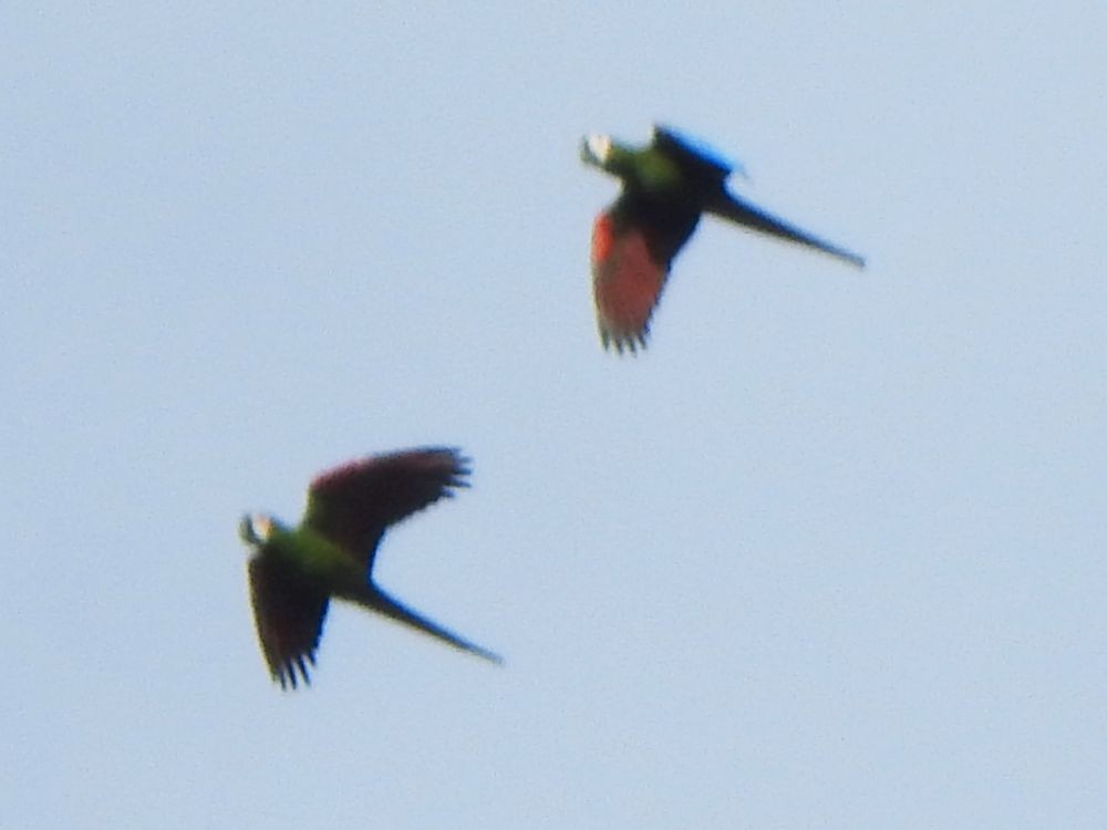 Chestnut-fronted Macaw - ML646127623