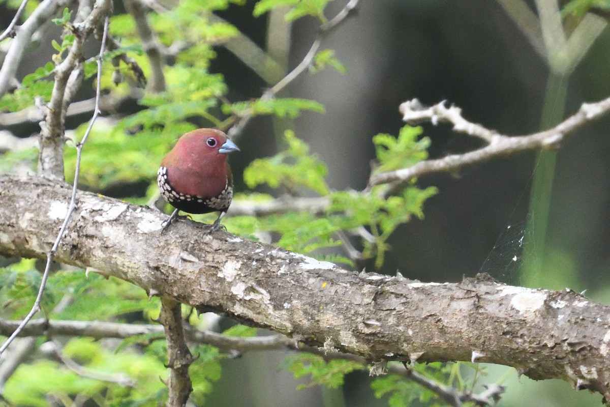 Pink-throated Twinspot - ML646127626