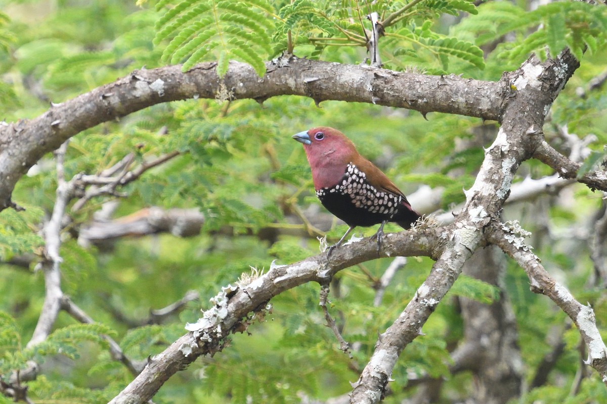 Pink-throated Twinspot - ML646127627