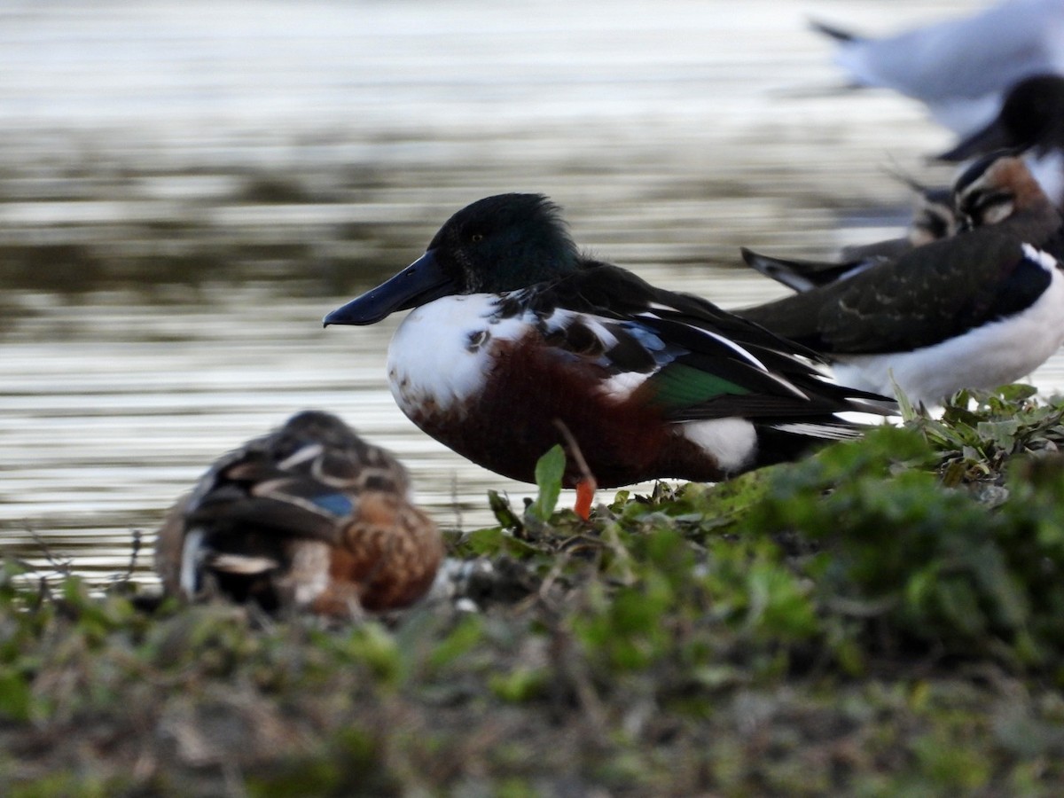Northern Shoveler - ML646127630