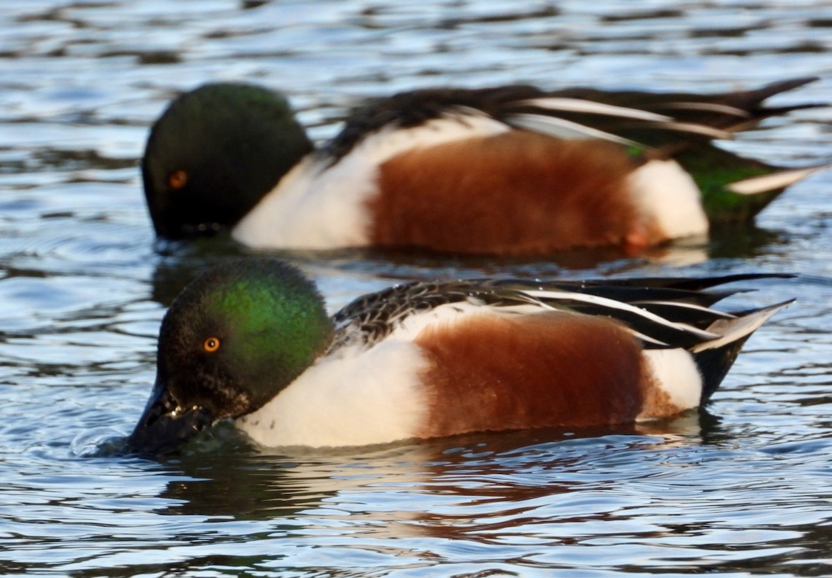 Northern Shoveler - ML646127631