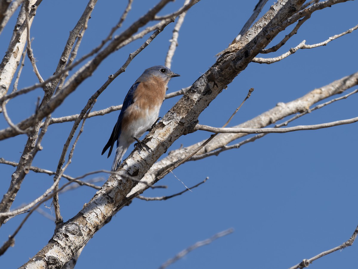 Eastern Bluebird - ML646127633