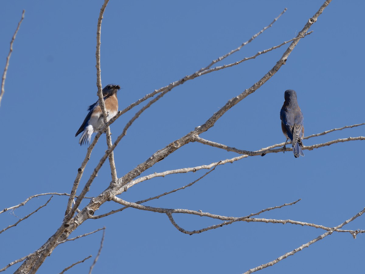 Eastern Bluebird - ML646127635