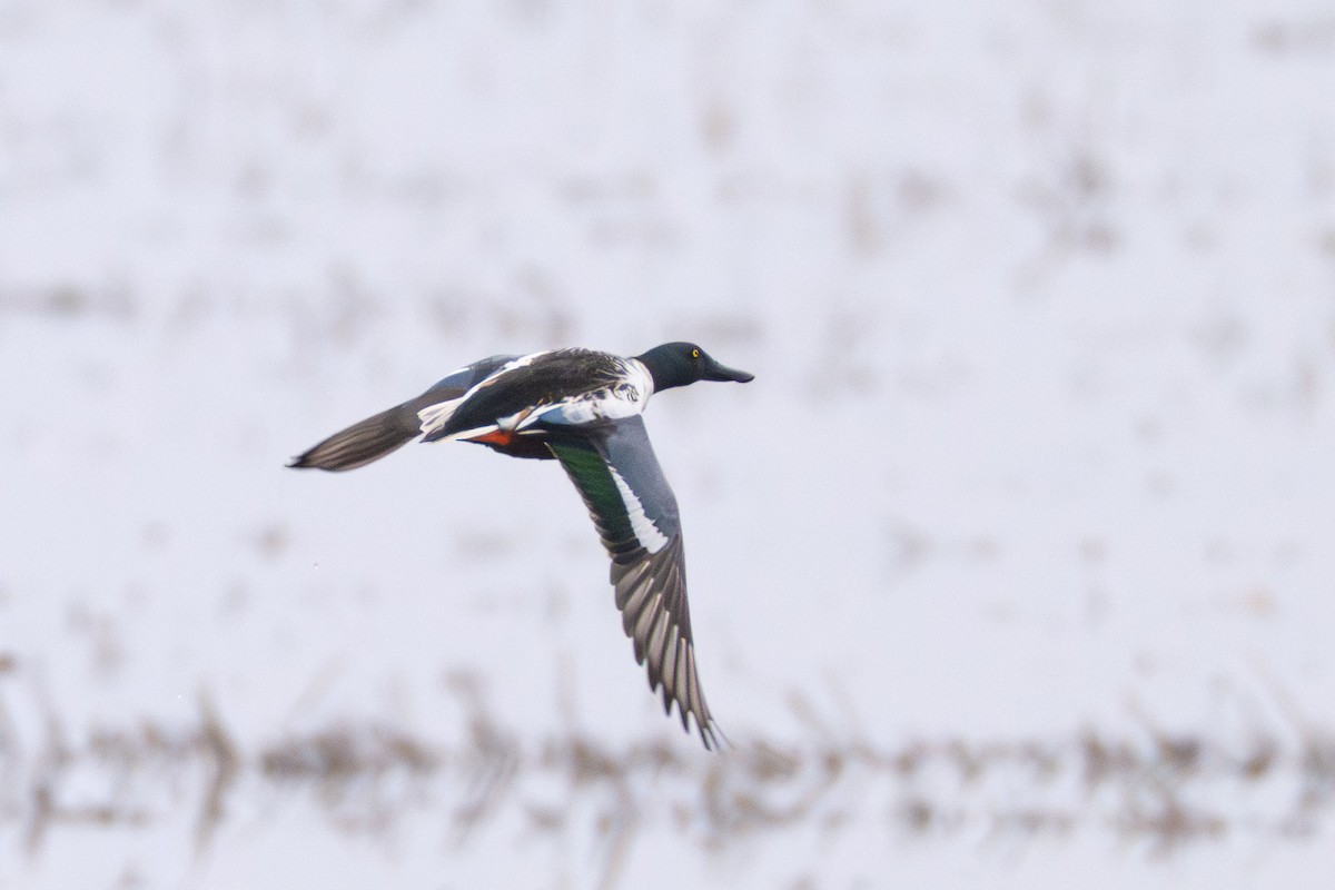 Northern Shoveler - ML646127639