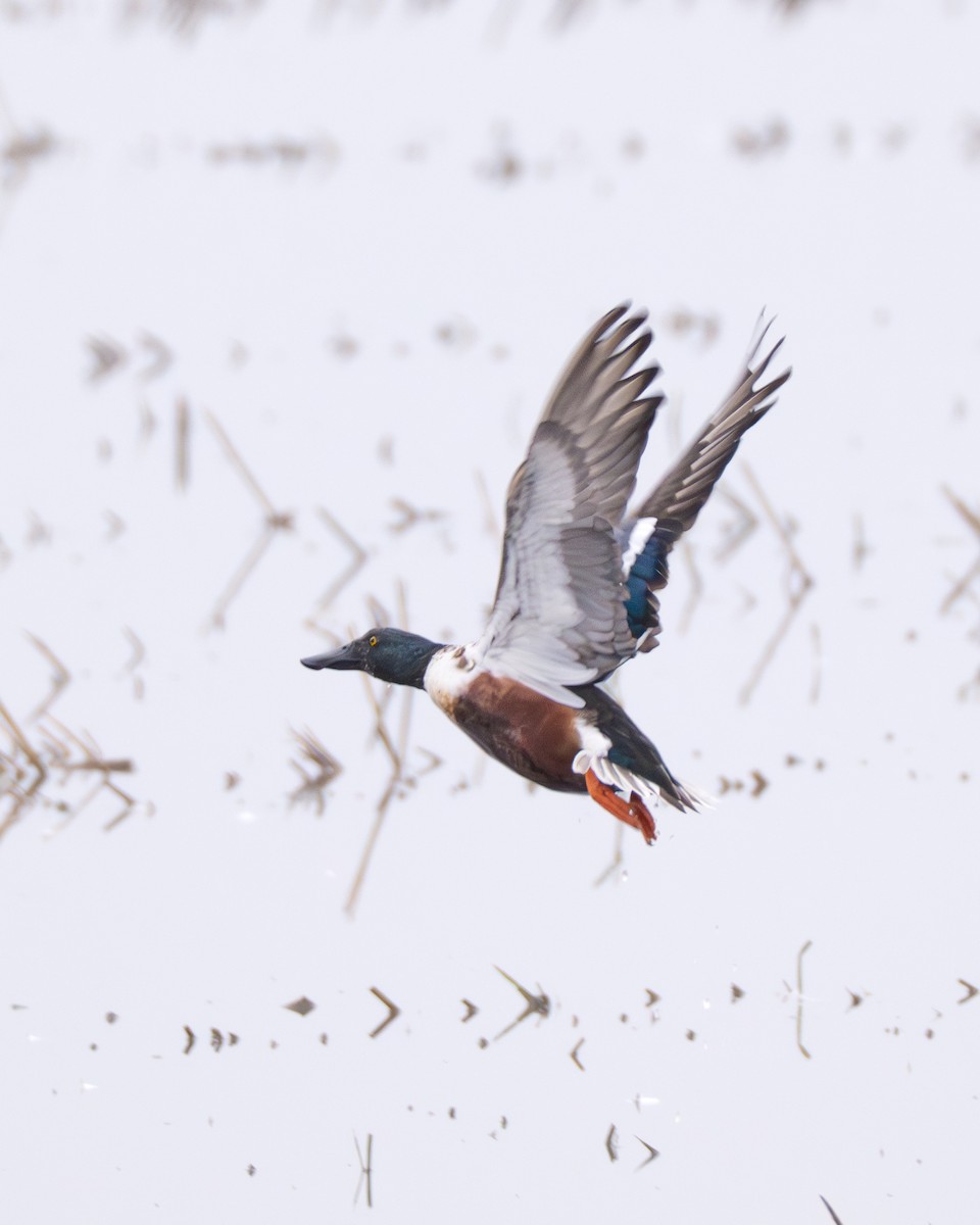 Northern Shoveler - ML646127640