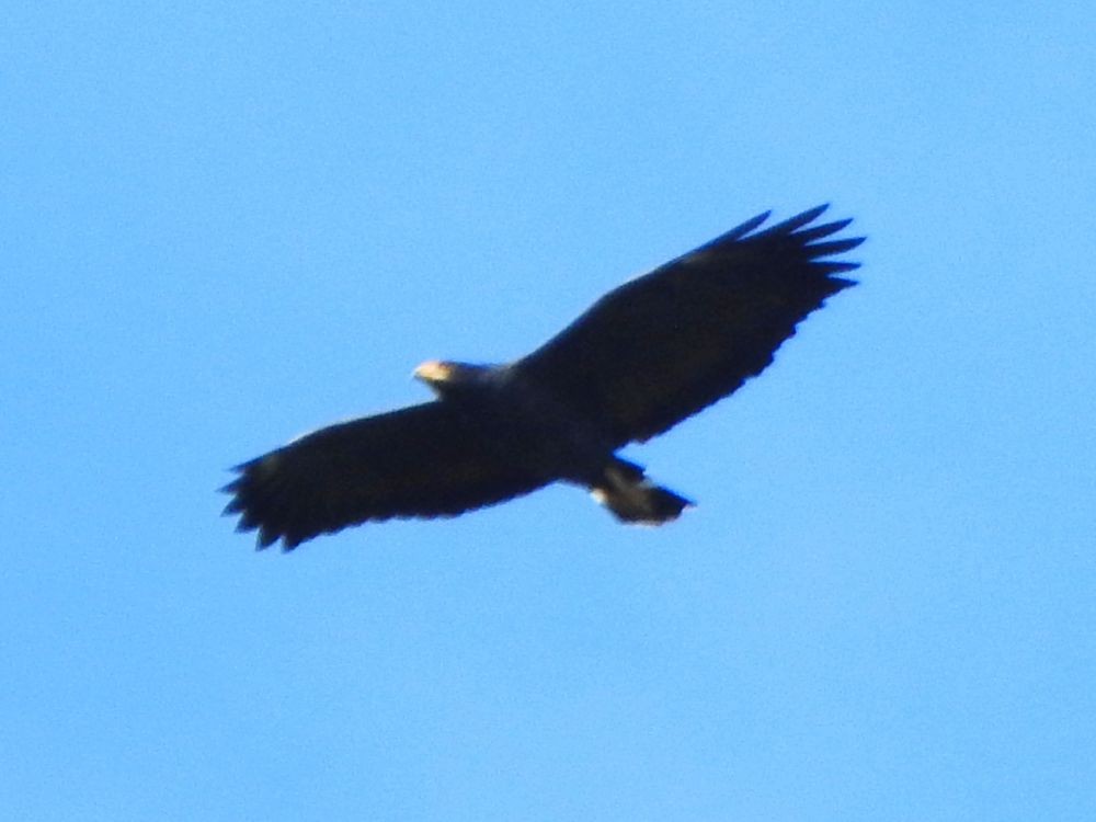 Common Black Hawk - ML646127641