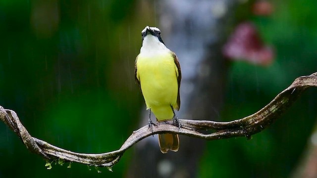 Great Kiskadee - ML646127642