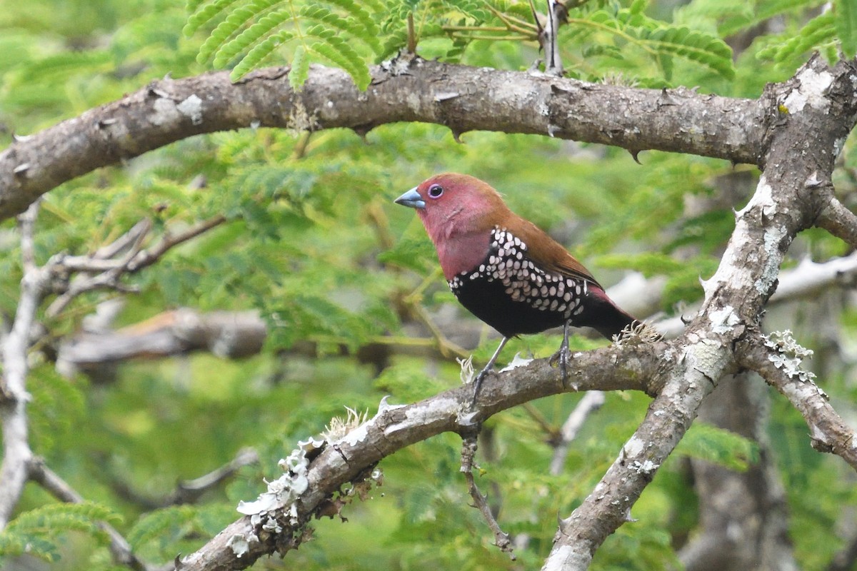 Pink-throated Twinspot - ML646127643