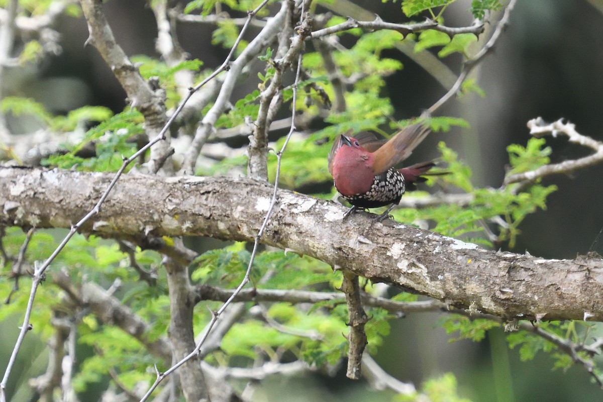 Pink-throated Twinspot - ML646127644