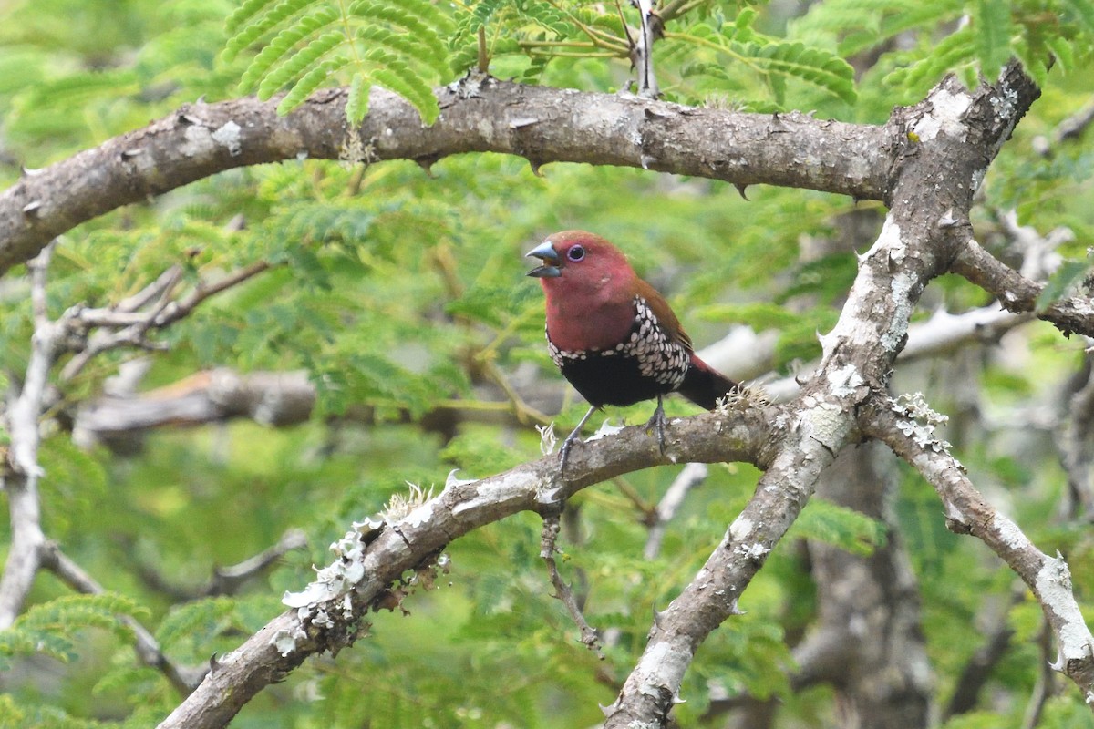 Pink-throated Twinspot - ML646127645