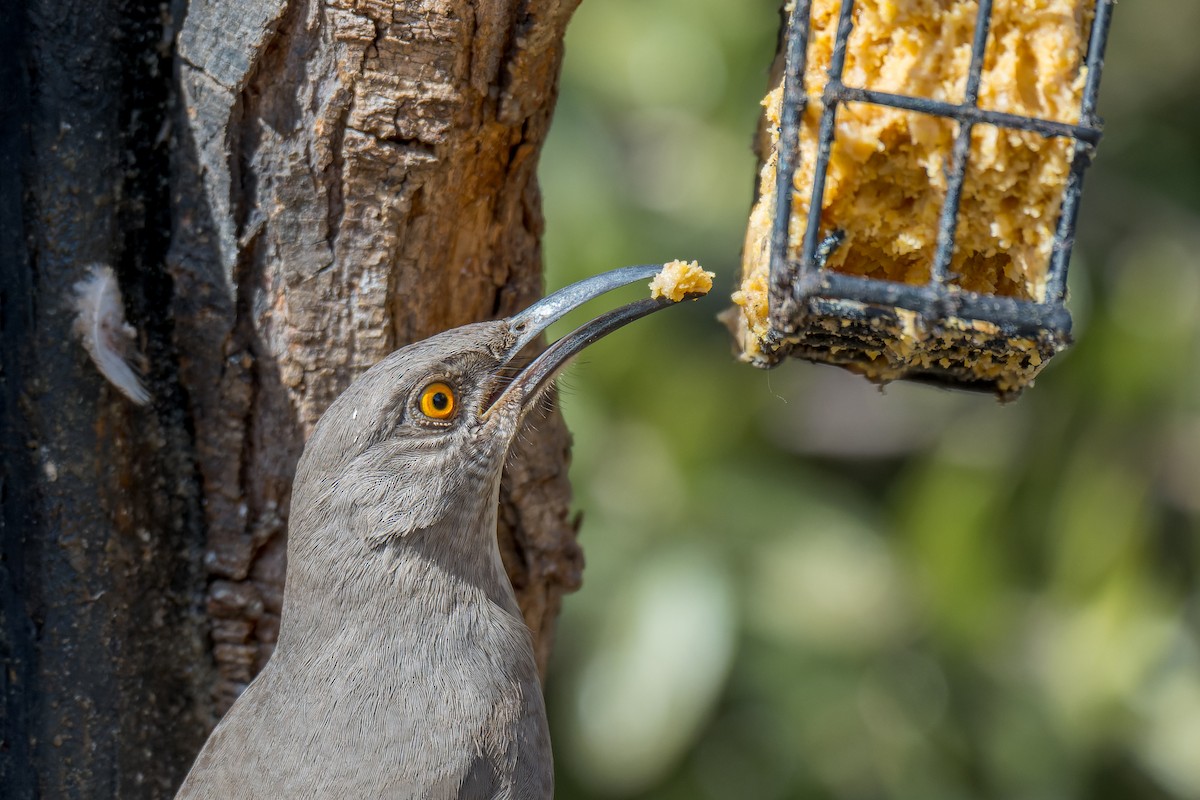 Curve-billed Thrasher - ML646127646
