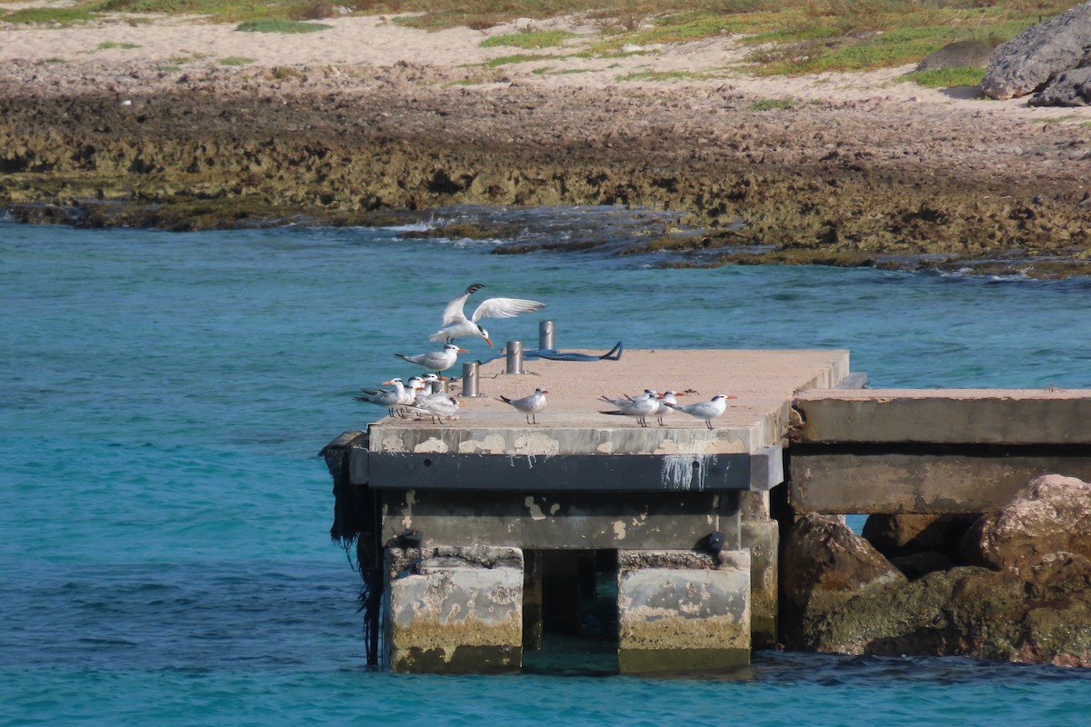 Royal Tern - ML646127647