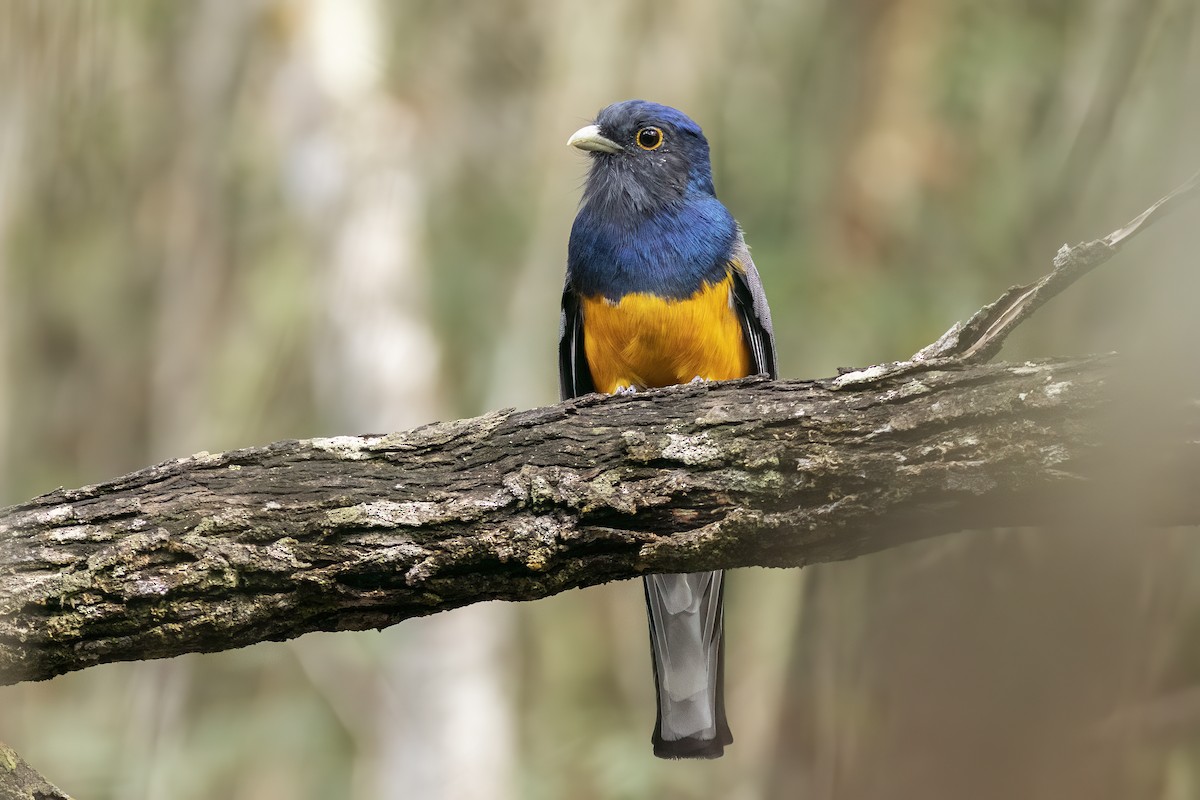 Surucua Trogon - ML646127651