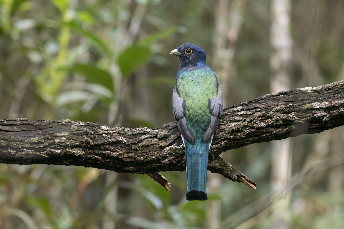 Surucua Trogon - ML646127652
