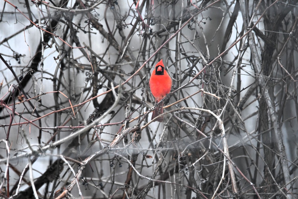 Downy Woodpecker - ML646127653