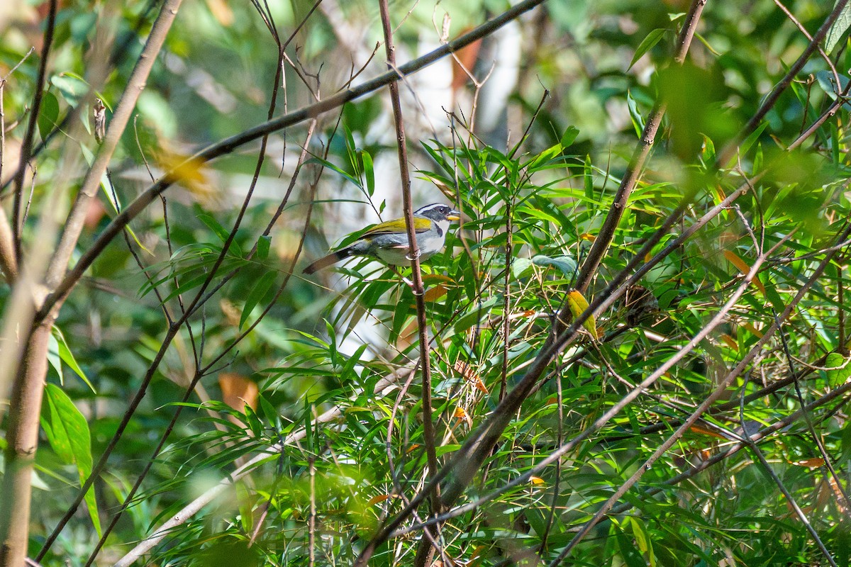 Half-collared Sparrow - ML646127658