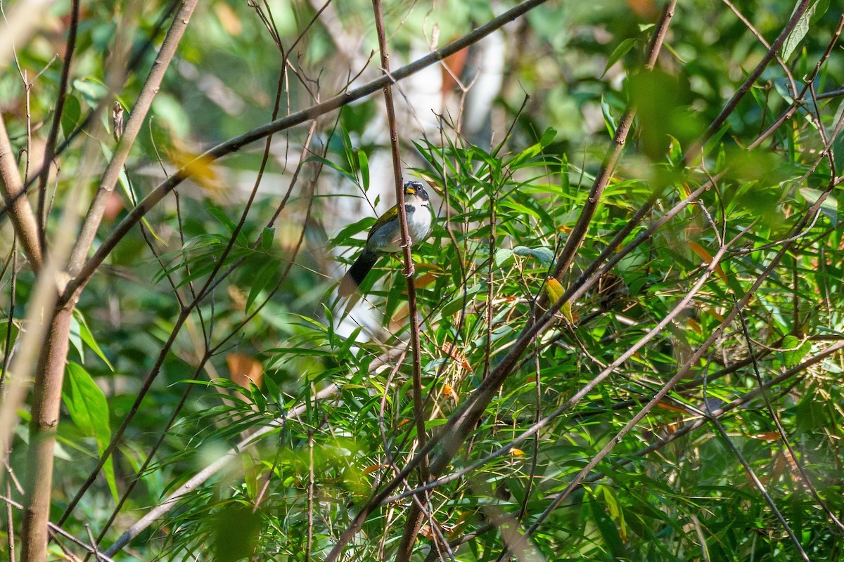 Half-collared Sparrow - ML646127659