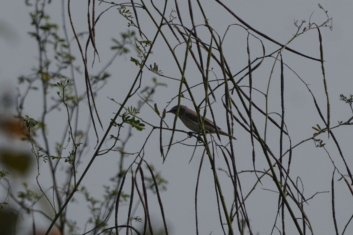 Common Chiffchaff - ML646127661