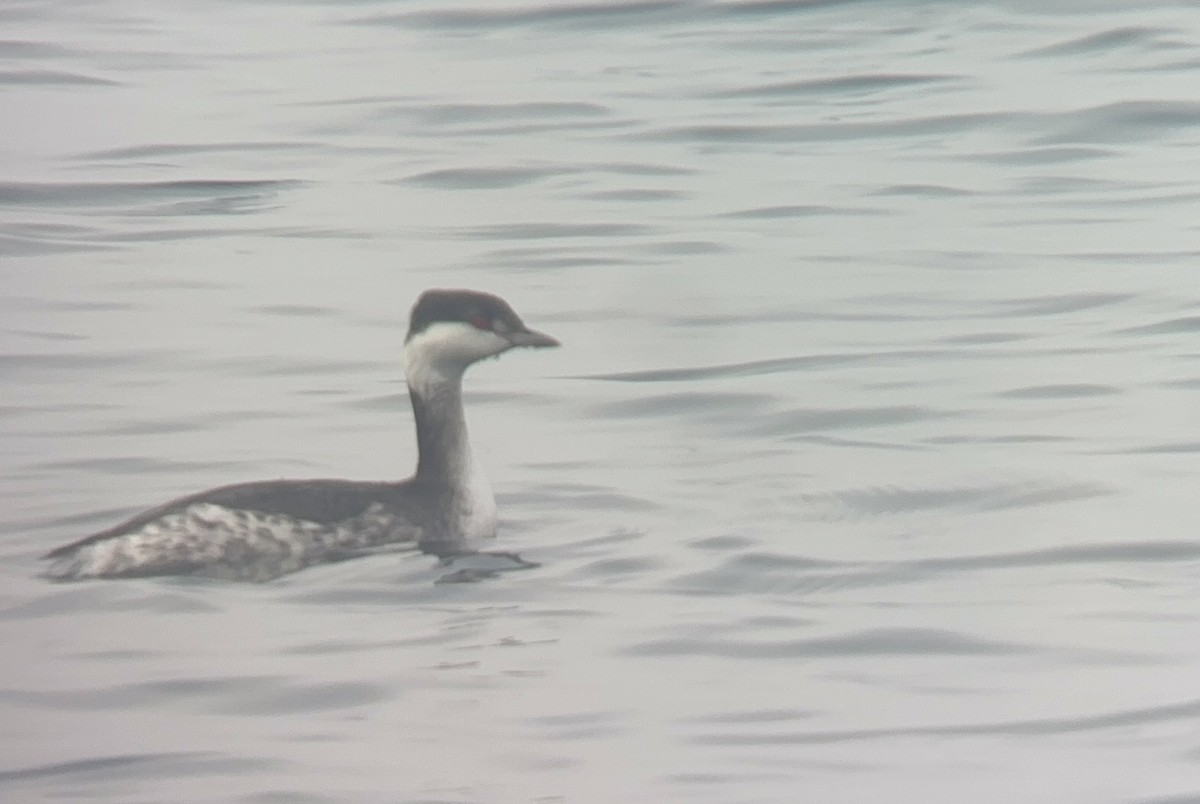 Horned Grebe - ML646127662