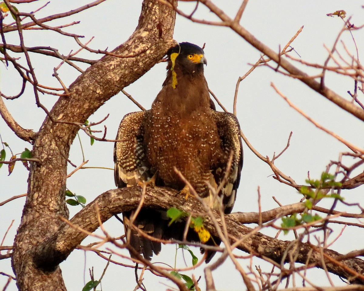 Culebrera Chiíla - ML646127663
