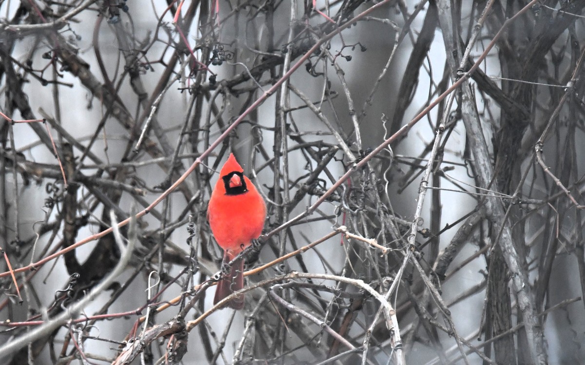 Northern Cardinal - ML646127672