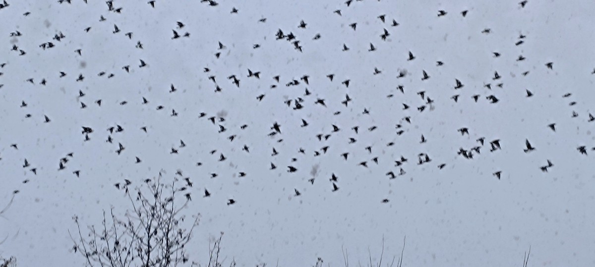 European Starling - ML646127678