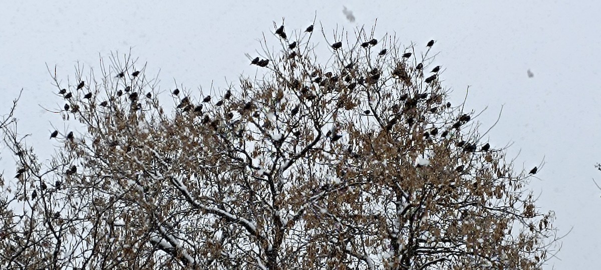 European Starling - ML646127679