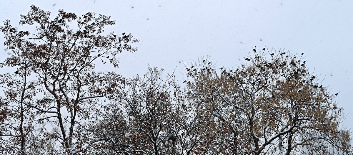 European Starling - ML646127680