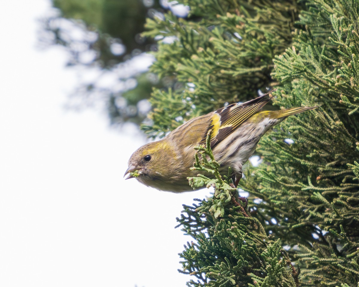 Eurasian Siskin - ML646127682