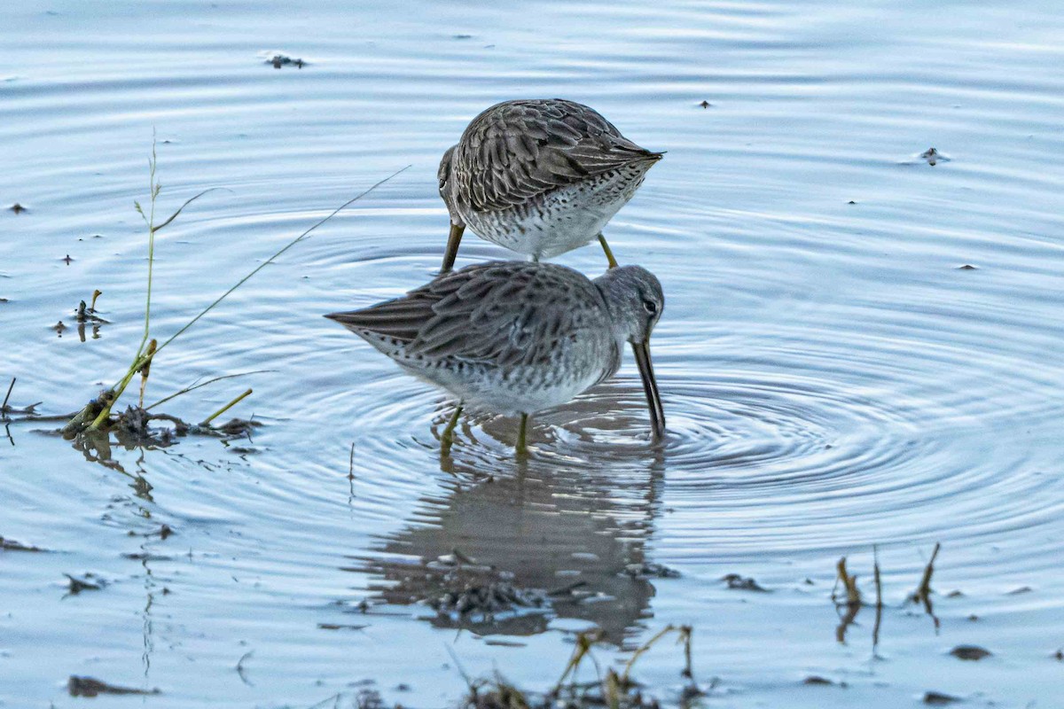 Long-billed Dowitcher - ML646127690