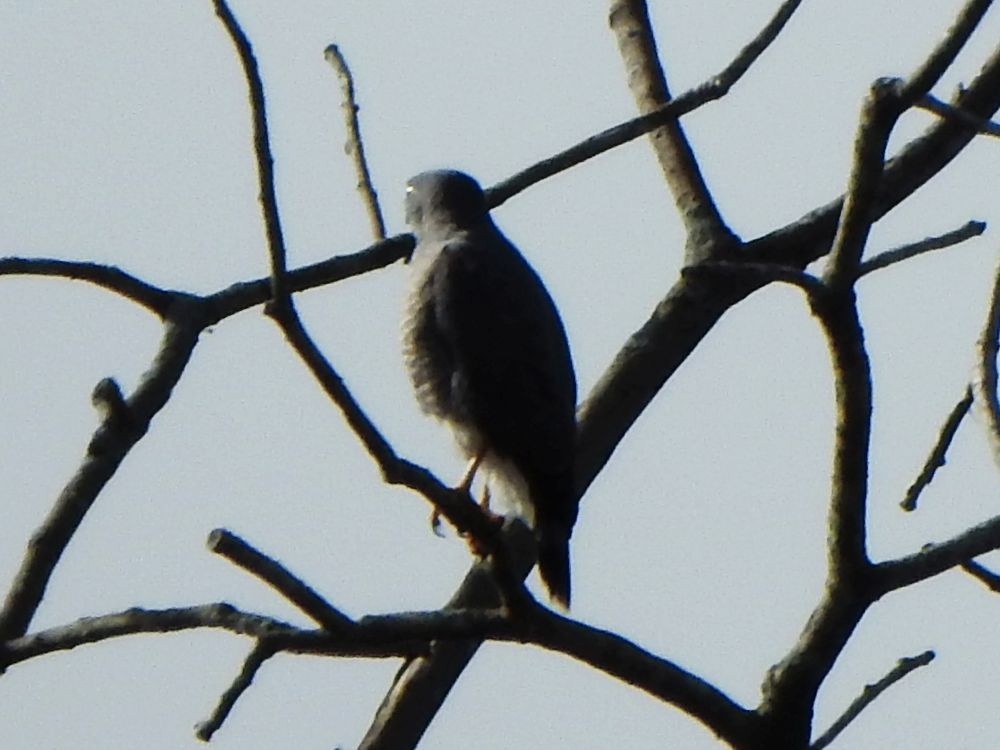 káně krahujová - ML646127708