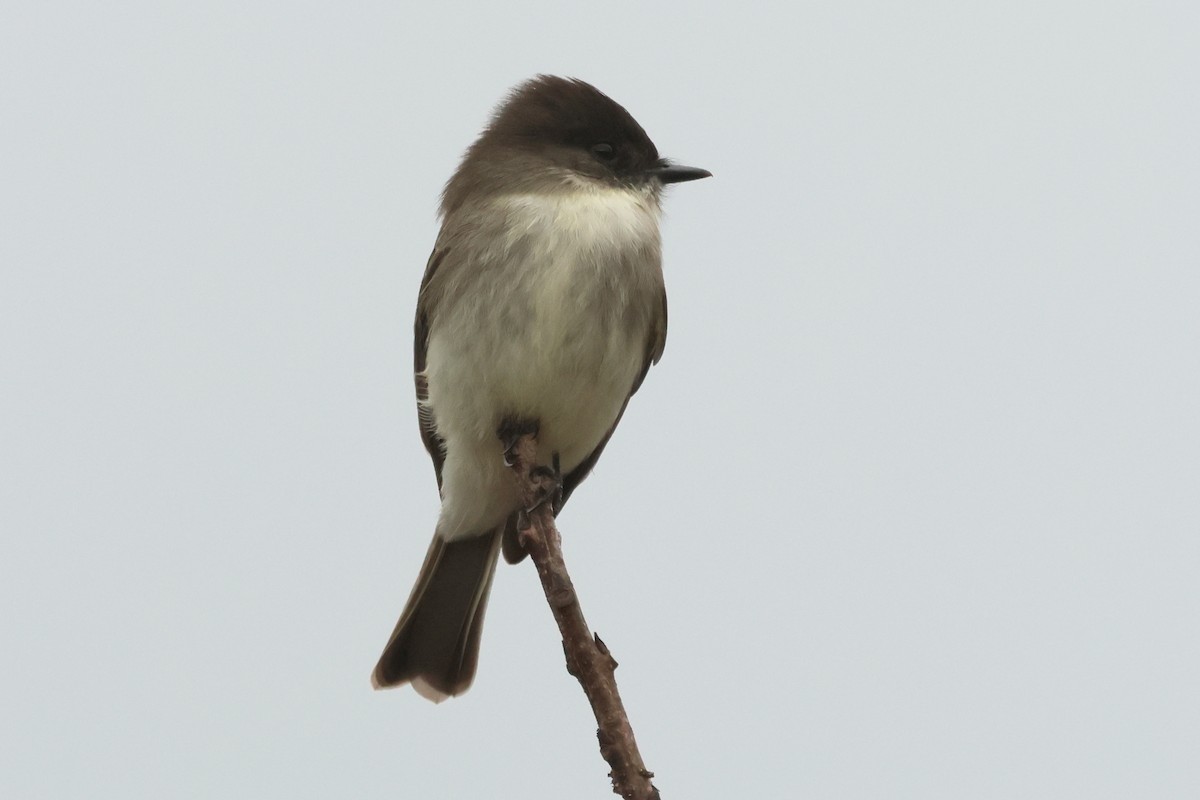 Eastern Phoebe - ML646127712