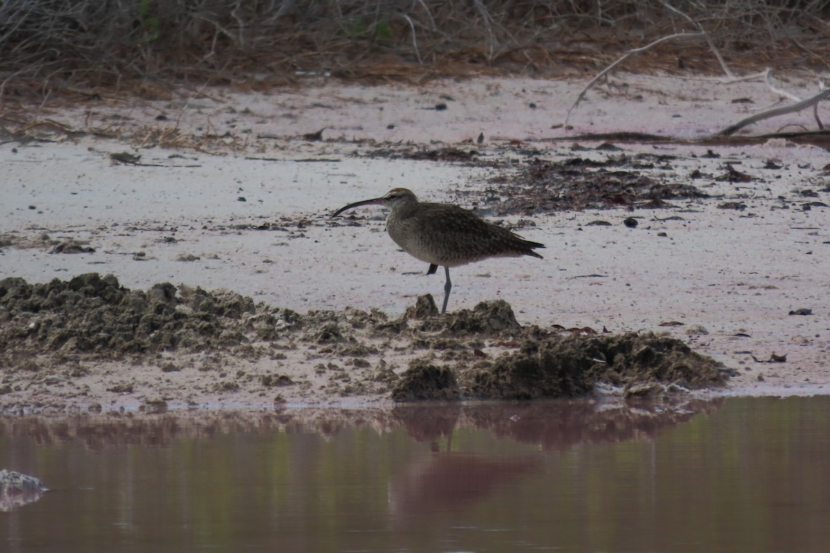 Hudsonian Whimbrel - ML646127714