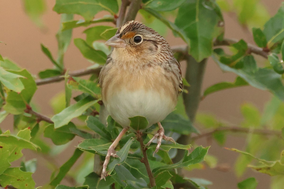 Grasshopper Sparrow - ML646127715