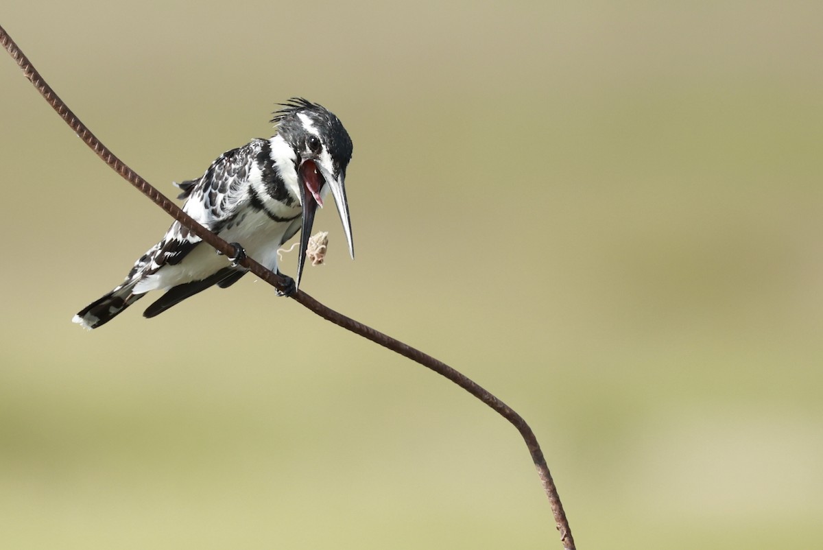 Pied Kingfisher - ML646127718