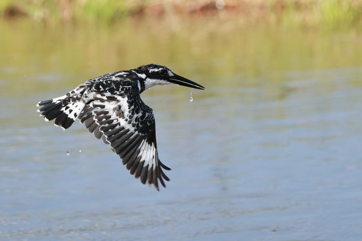 Pied Kingfisher - ML646127720