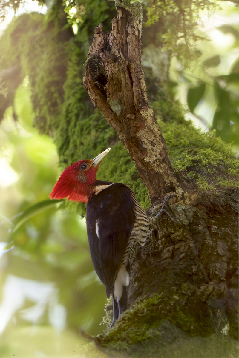 Helmeted Woodpecker - ML646127721