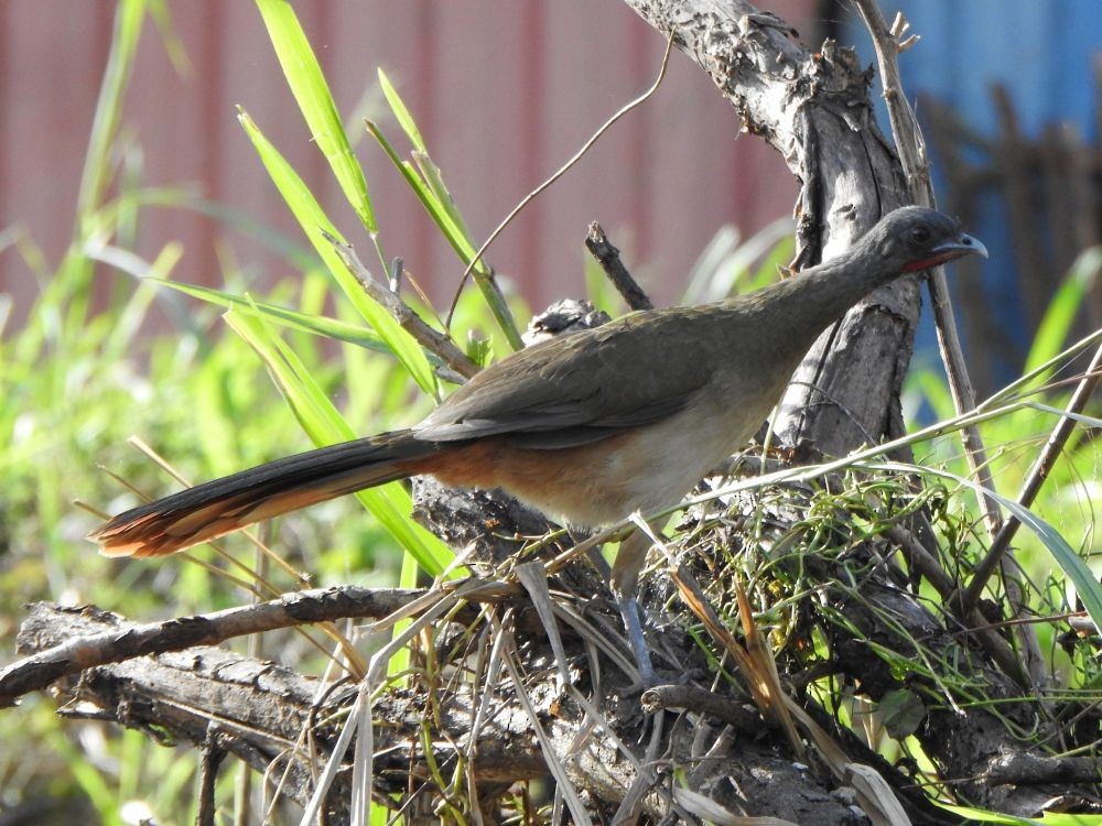 Чачалака рудогуза - ML646127727